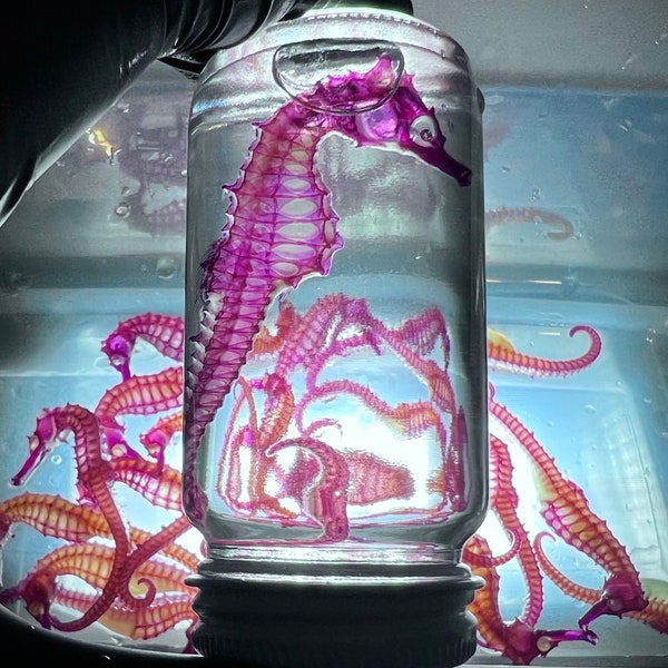 Diaphonized Seahorse A-Grade