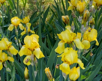 ~CATERINA~Award winning tall prolific heritage bearded iris rhizome rhizomes 