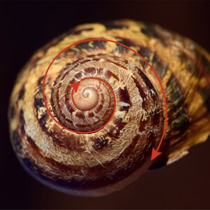 May include: A close-up of a snail shell with a spiral pattern. The shell is brown and tan with a white center. The spiral pattern is highlighted with a red arrow.