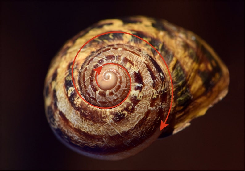 May include: A close-up of a snail shell with a spiral pattern. The shell is brown and tan with a white center. The spiral pattern is highlighted with a red arrow.