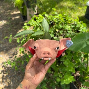 May include: A unique, hand-painted planter shaped like a pig's head with vampire fangs and red accents. The planter has a tag that says "BITE ME". The planter is held in front of a background of green plants.