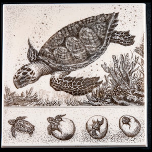 Life of a Turtle Wall Plaque