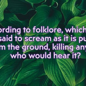 May include: A close-up of lush, green leaves with the text: "According to folklore, which plant is said to scream as it is pulled from the ground, killing anyone who would hear it?"