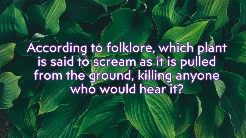 May include: A close-up of lush, green leaves with the text: "According to folklore, which plant is said to scream as it is pulled from the ground, killing anyone who would hear it?"