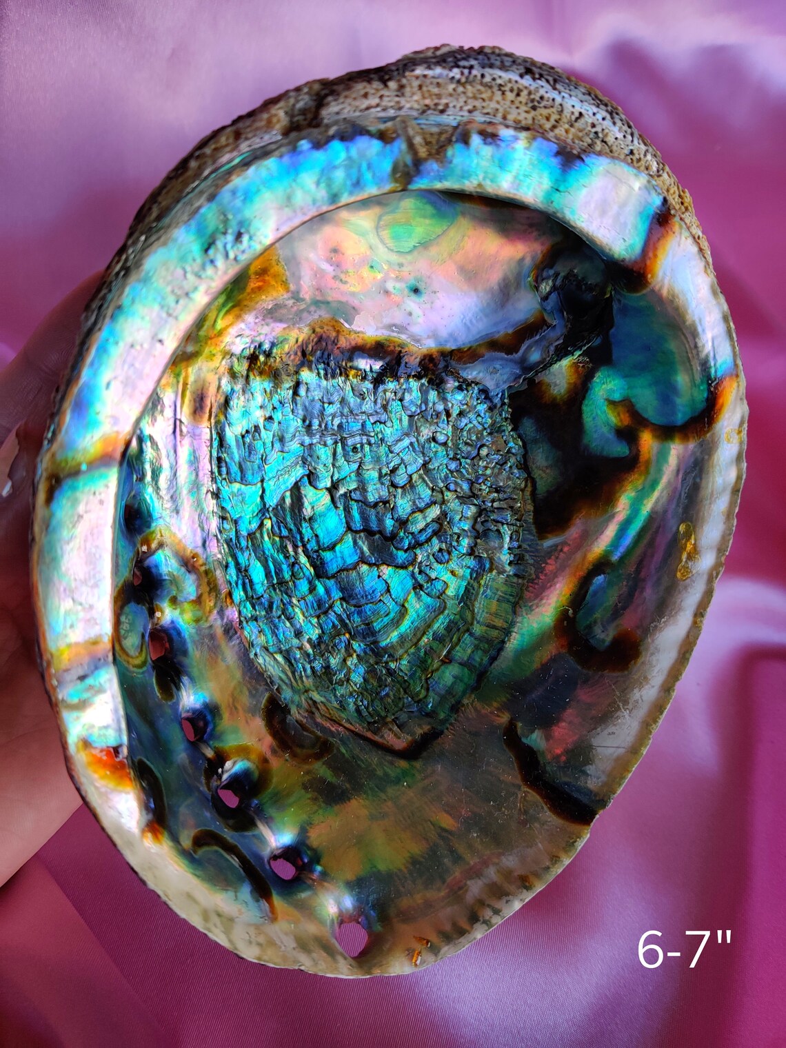 Wholesale Abalone Shells for Smudging Smudging Bowl to Smudge Etsy