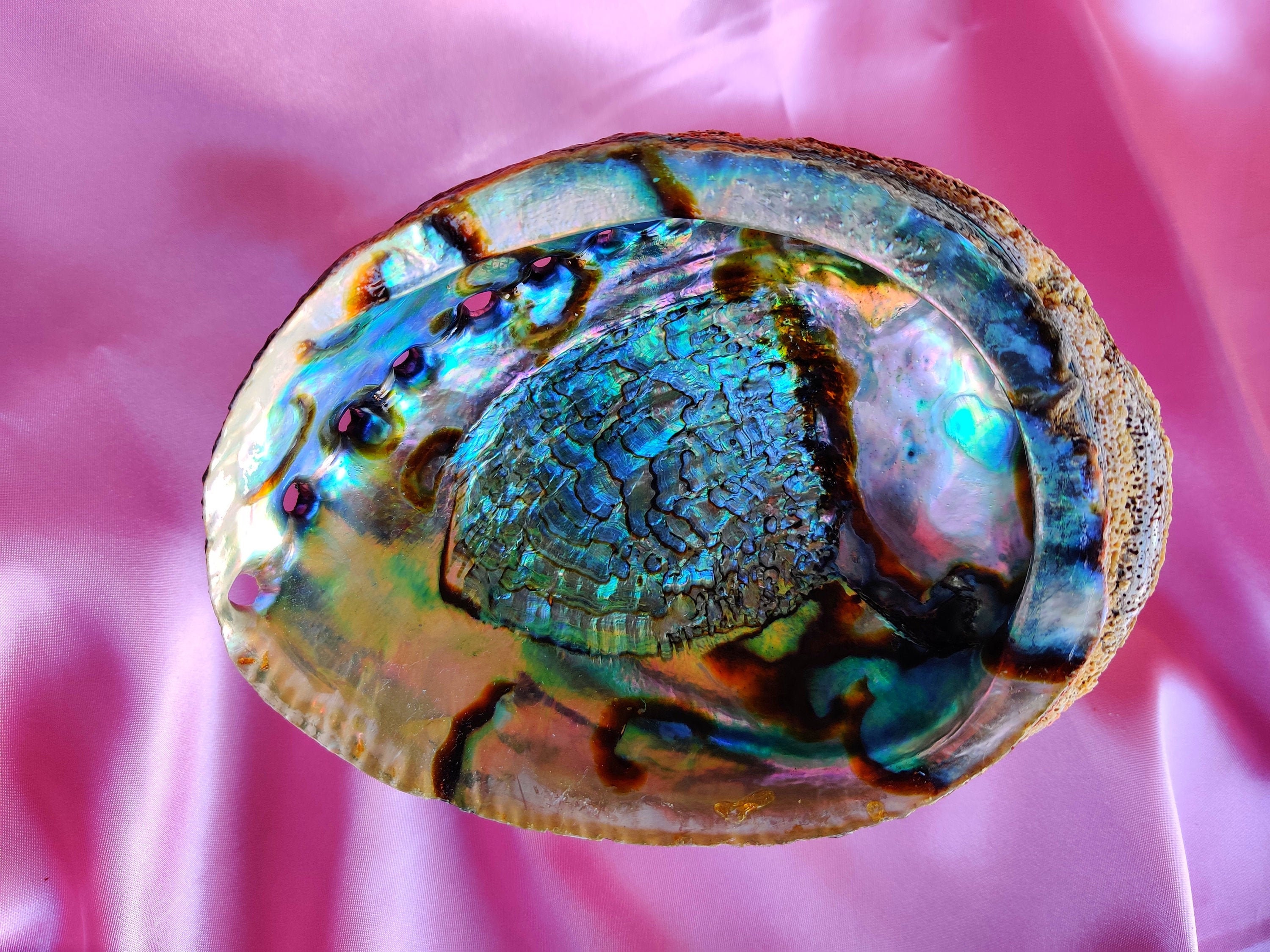 Wholesale Abalone Shells for Smudging Smudging Bowl to Smudge Etsy