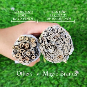 25 White Sage Smudge Sticks Wholesale Bulk, 4 inch, 25 Pack Bulk Sage, California White Sage Bundle at Wholesale Price, Sage for Cleansing image 2