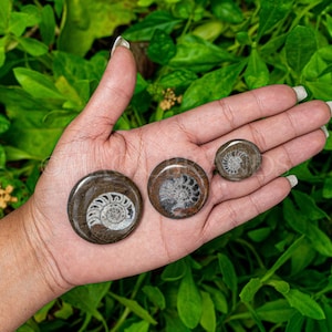 1pc natural rare ammonite fossil conch,crystal quartz fossil conch,reiki heal,home decoration,from madagascar from madagascar,crystal gifts