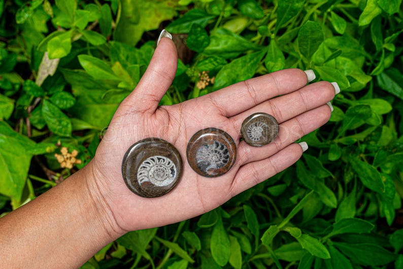 1PC Natural Rare Ammonite Fossil Conch,Crystal Quartz Fossil Conch,Reiki Heal,Home Decoration,From Madagascar From Madagascar,Crystal Gifts