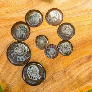 1PC Natural Rare Ammonite Fossil Conch,Crystal Quartz Fossil Conch,Reiki Heal,Home Decoration,From Madagascar From Madagascar,Crystal Gifts