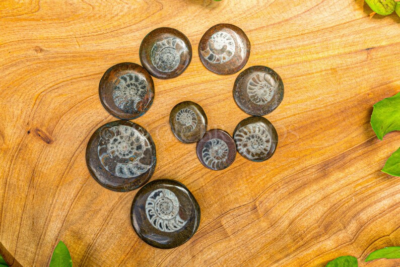 1PC Natural Rare Ammonite Fossil Conch,Crystal Quartz Fossil Conch,Reiki Heal,Home Decoration,From Madagascar From Madagascar,Crystal Gifts