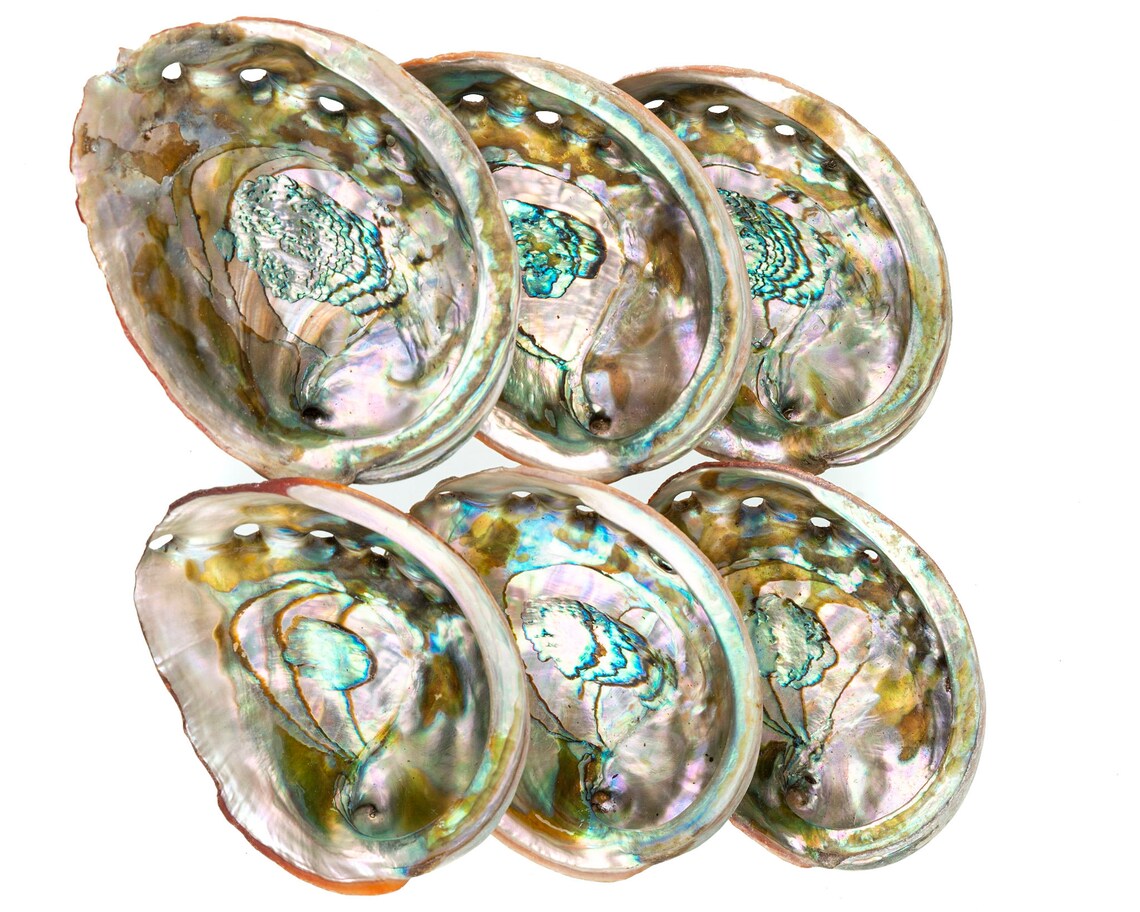 Wholesale Abalone Shells for Smudging Smudging Bowl to Smudge Etsy