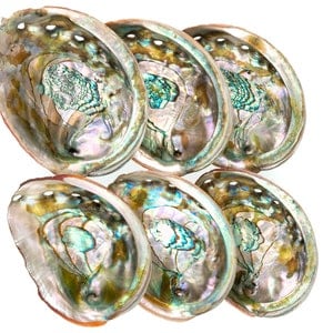 Bulk Abalone Shell Smudge Bowl 3-4" 4-5", Smudge Kit Sage Bowl to Hold Sage Bundle Wholesale Abalone Shell for Sage Kit Organic Smudge Stick