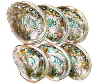 Bulk Abalone Shell Smudge Bowl, Smudge Kit Sage Bowl to Hold Sage Bundle Wholesale Abalone Shell for Sage Kit Organic Smudge Stick