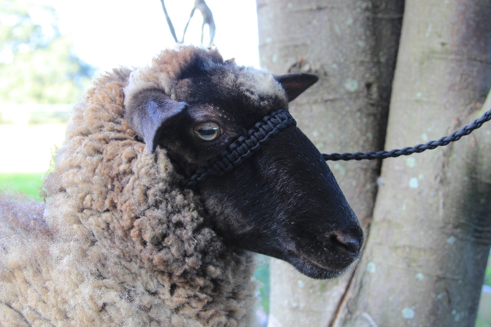 Custom Sheep/goat Paracord Show Halter Etsy
