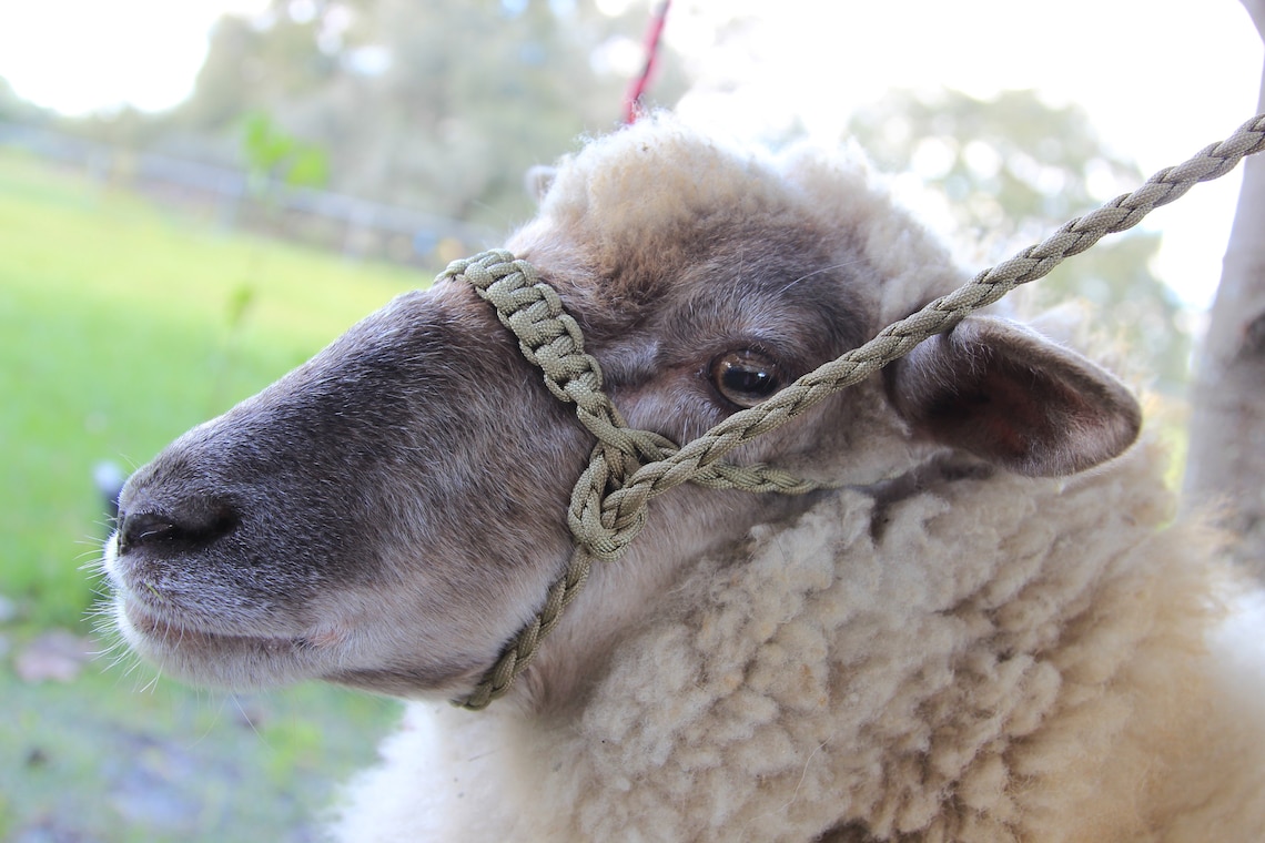 Custom Sheep/goat Paracord Show Halter Etsy