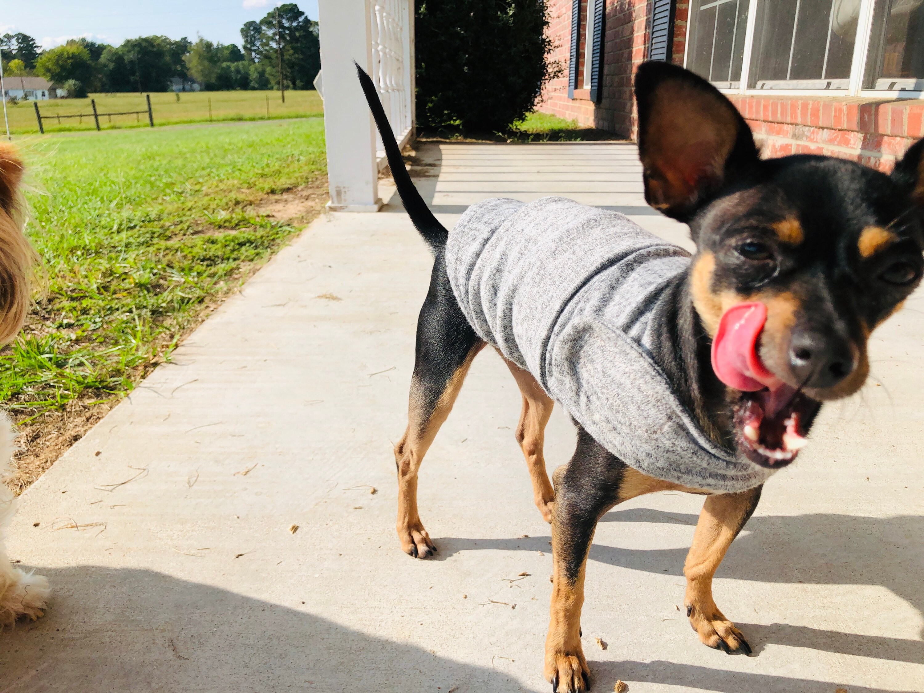 Dog Anxiety Vest Pet Jacket Free US Shipping Etsy