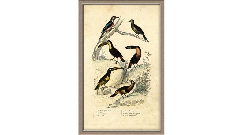 From 1860 Hand colored lithograph print of BIRDS