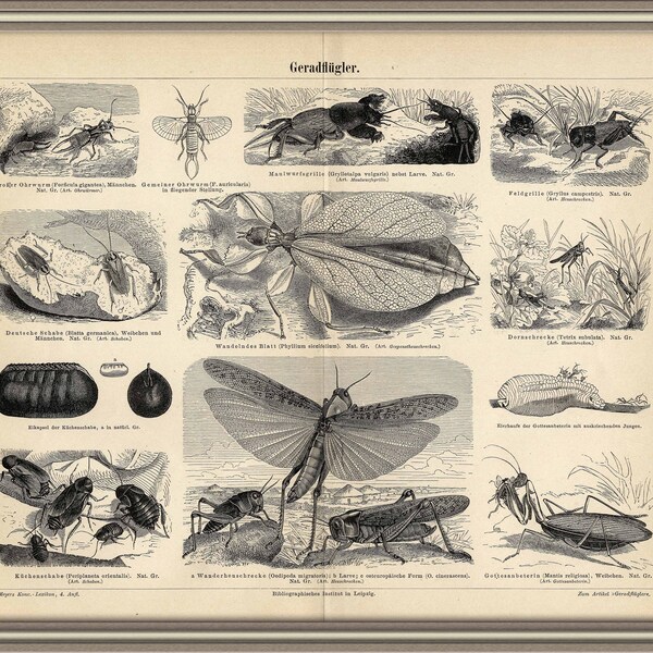 From 1886 - Copper engraving print of INSECTS (Straight winged)