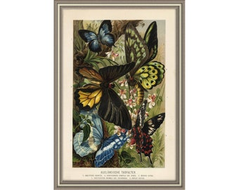 From 1892 - Colored Lithograph print of INSECTS (Foreign butterflies)