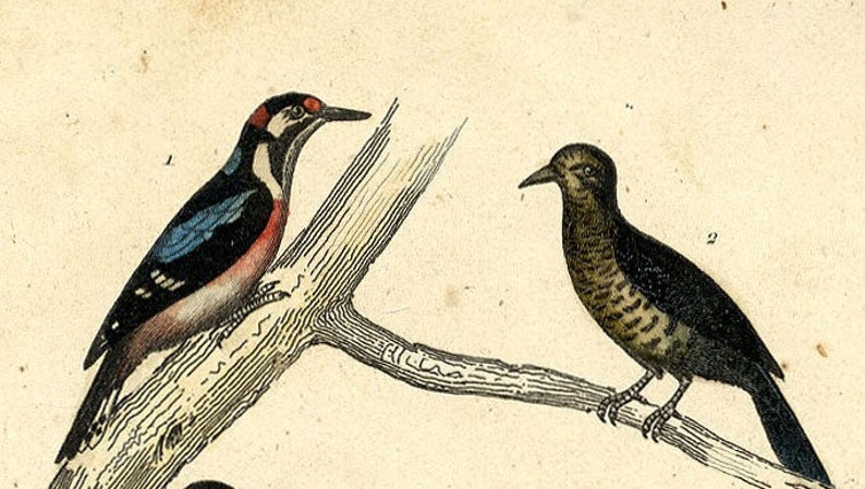 From 1860 Hand colored lithograph print of BIRDS