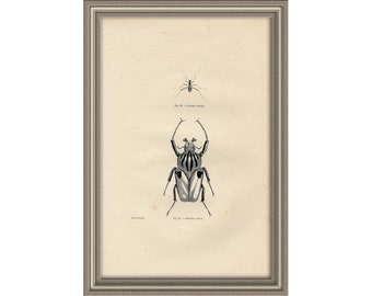 From 1870 - Copper engraving print of COLEOPTERES (Insects)