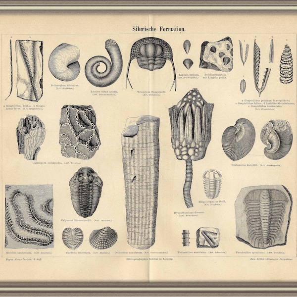 From 1886 - Copper engraving print of PALEONTHOLOGY (Silurian formation)