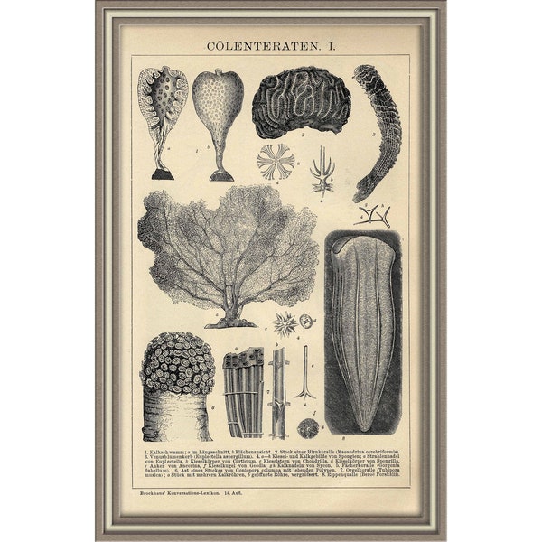 From 1893 - Copper engraving print of SEALIFE (Colenterates)
