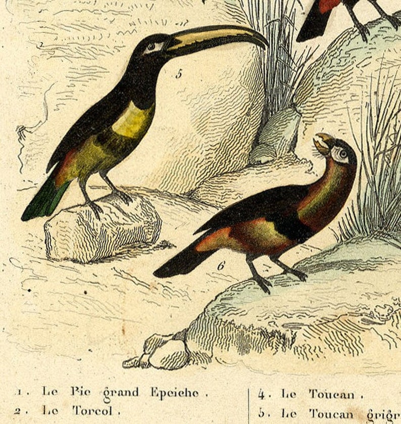 From 1860 Hand colored lithograph print of BIRDS