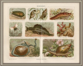 From 1886 - Colored lithograph print of SEALIFE (Snails)