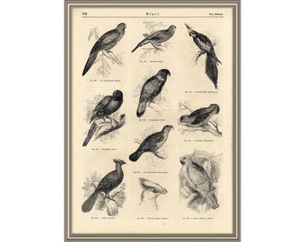 From 1848 - Copper engraving print of BIRDS (Ornithology)