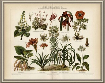 Vanaf 1896 - Gekleurde Litho print van KAMERPLANTEN