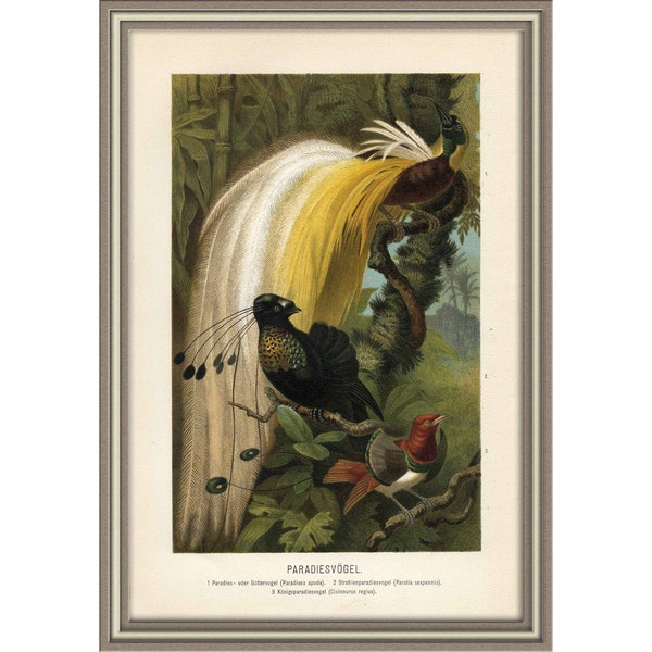 From 1892 - Colored Lithograph print of BIRDS (Bird of paradise)