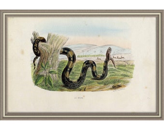 From 1856 - Hand colored lithograph print of a SNAKE