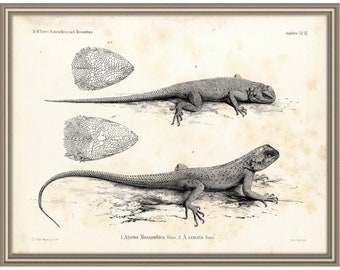 From 1862 - Lithograph print of Dragons (Lizards)