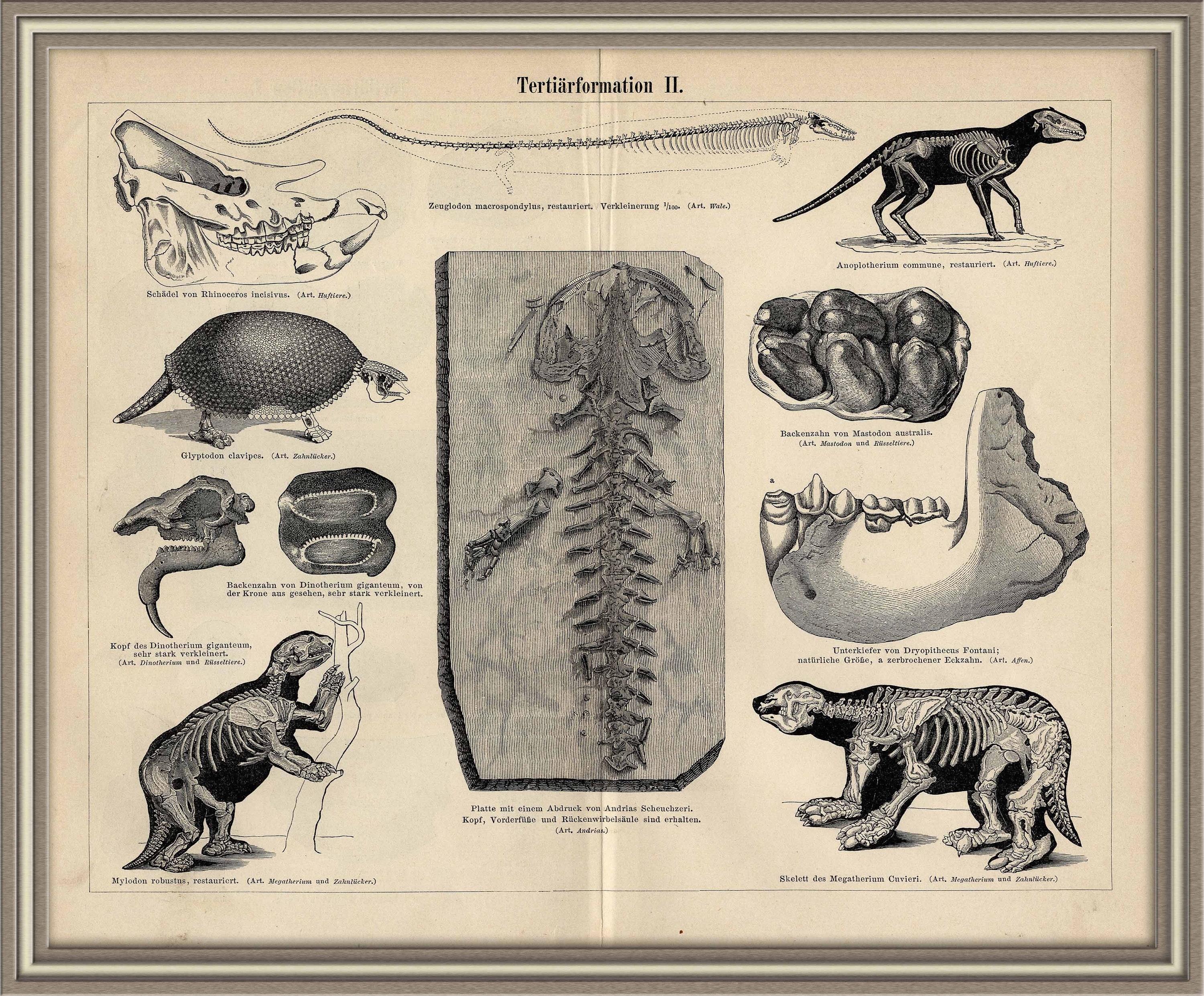 Deinotherium spp. - Carnivora