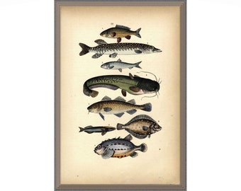 From 1875 - Hand colored lithograph print of fishes