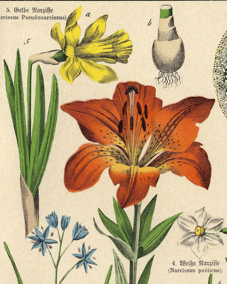 From 1878 Colored lithograph print of FLOWERS