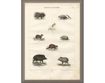 From 1860 - Hand colored print of rodents and pachyderms