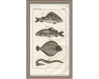 From 1836 - Chromolithograph - Lithograph print of Zoologie (fishes)