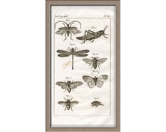 From 1836 - Chromolithograph - Lithograph print of Zoologie (Insects)