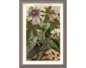 From 1897 - Colored Lithograph print of Foreign Cicadas