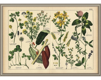 Von 1878 - Farbiger Lithografiedruck von BLUMEN