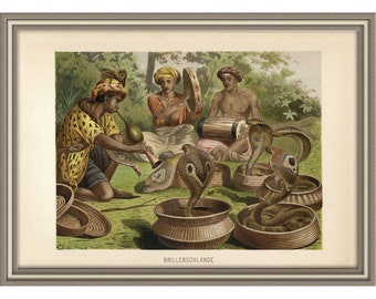 From 1892 - Colored Lithograph print of Reptiles and Amphibians (Cobra snakes)