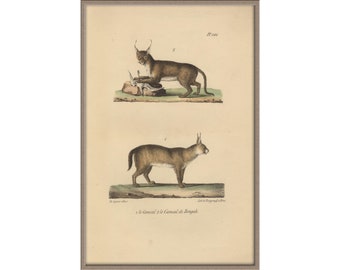 From 1833 - Hand colored print of MAMMALS (Caracals)