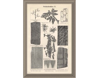 From 1897 -Copper engraving print of PALEONTHOLOGY (Coal flora)