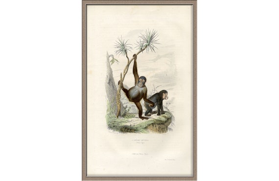 GREEN MONKEY PRINT Antique lithograph from 1883