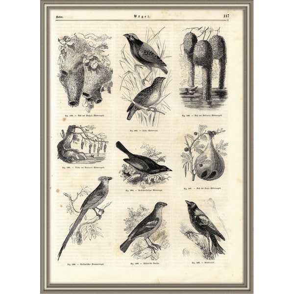 From 1848 - Copper engraving print of BIRDS (Ornithology)
