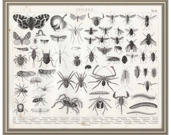 From 1870 - Lithograph print of Insects