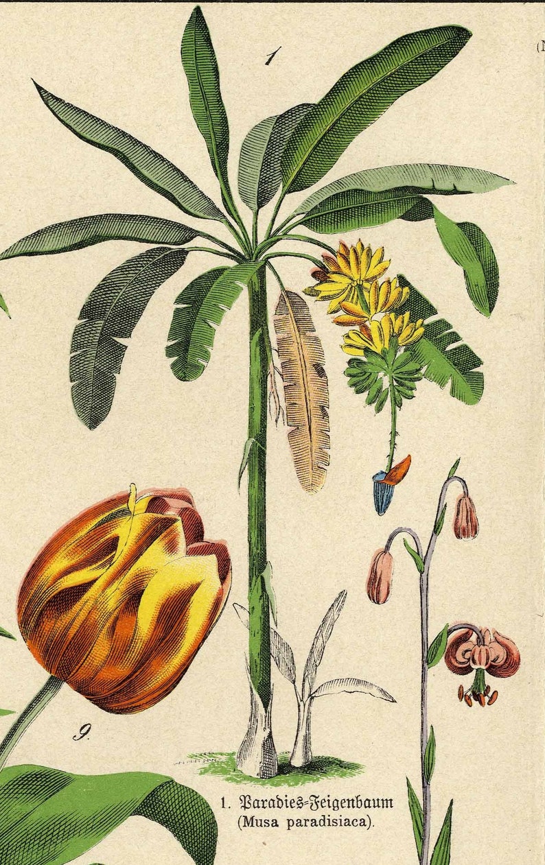 From 1878 Colored lithograph print of FLOWERS